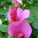 Lathyrus grandiflorus